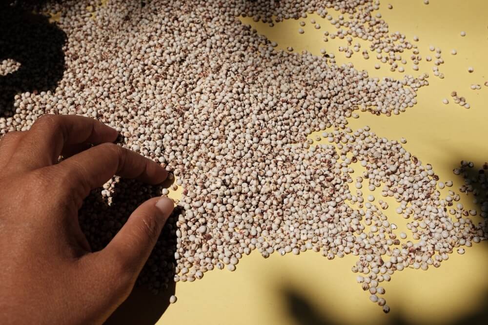 Using Natural Insecticide When Storing Grain Can Increase Farmers Profitability by 87%