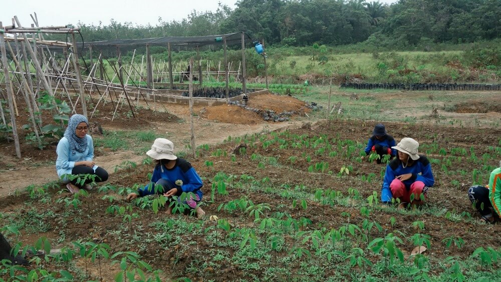 To Increase Farmer’s Income, Yield-Boosting Programs Need to also Consider Profitability