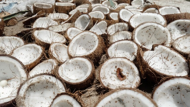 A Tough Nut to Crack: Maximizing Farmer Profits from a Coconut Tree