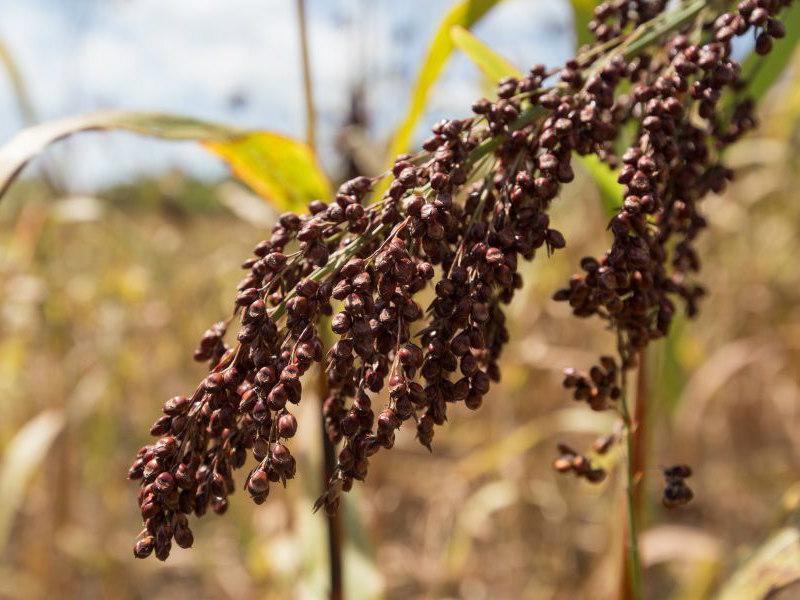 Increasing Farmer Food Security and Incomes: Grain Storage Solutions Phase Three