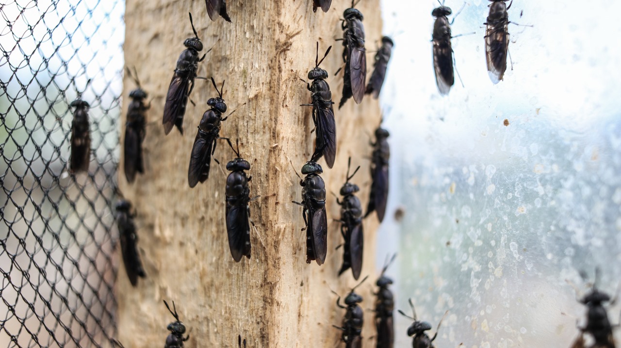 Promoting Sustainable Animal Feed: Black Soldier Fly Larvae Phase One