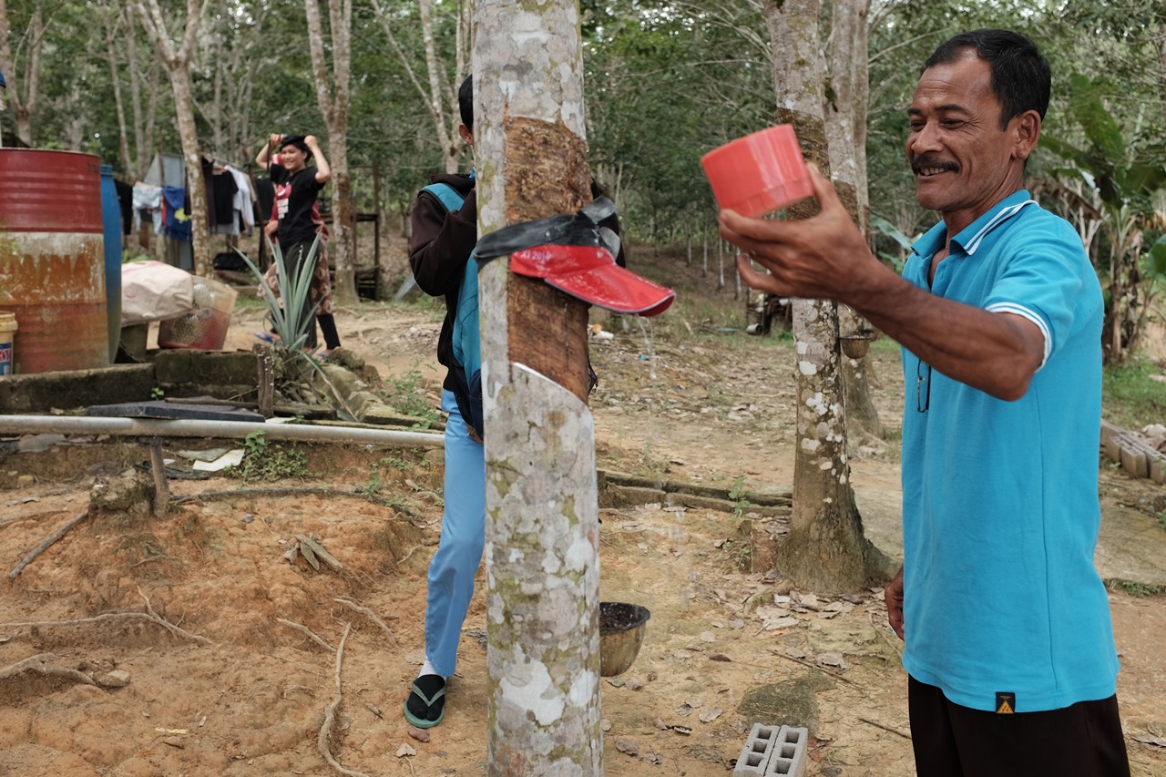 Protecting Harvests: Rubber Tapping Rainguard Phase One