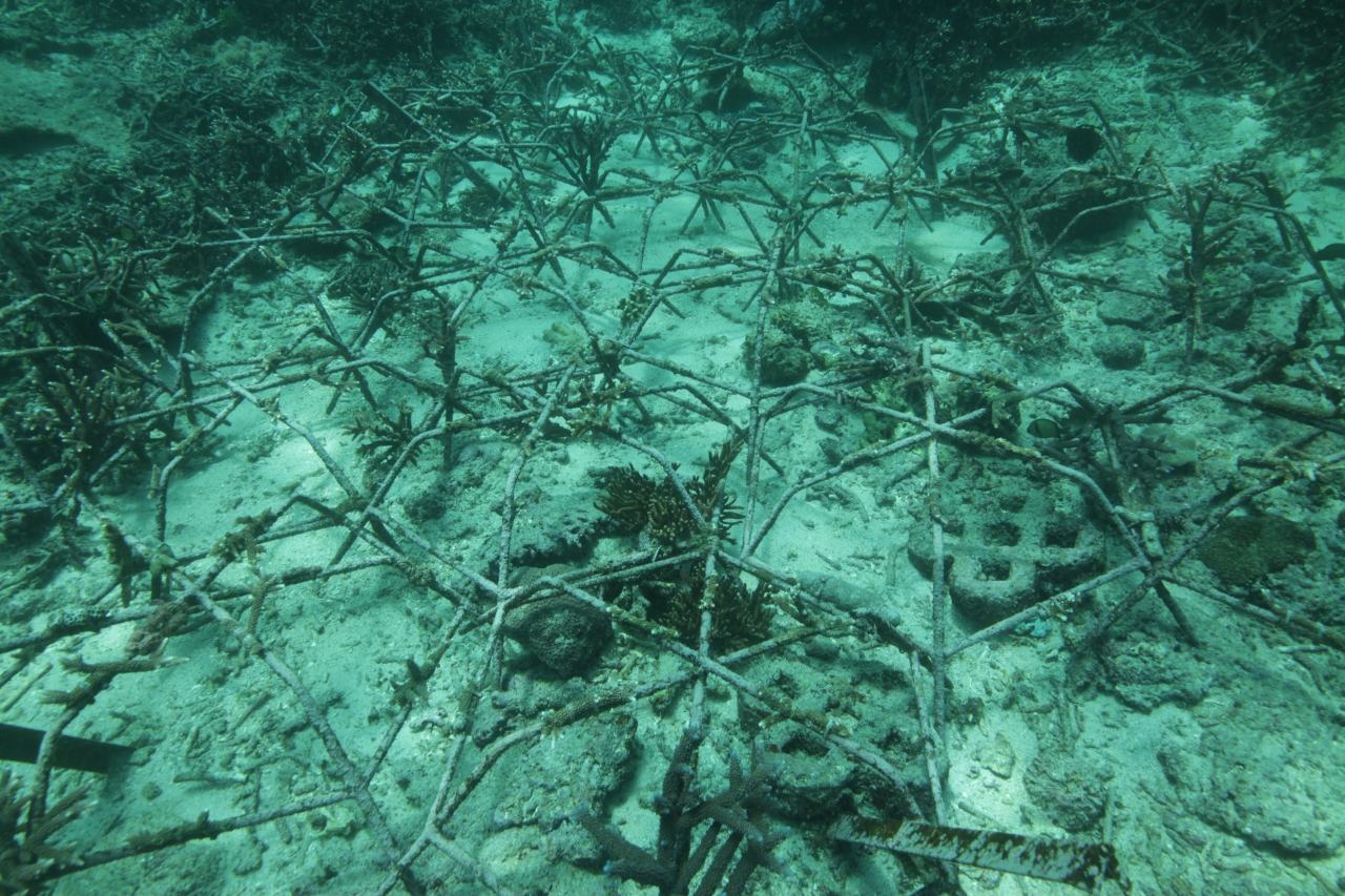Supporting Coral Regeneration with the Coral Spider Method