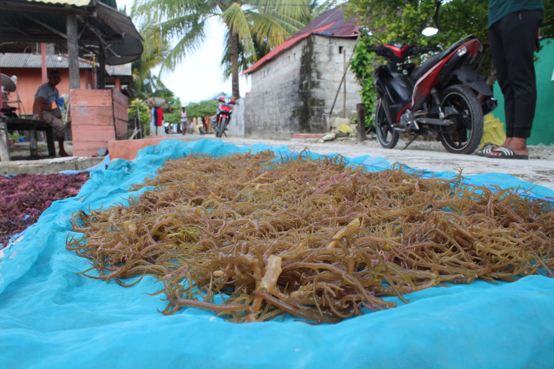 Building Blue Economy to Empower Osi Island Seaweed Farmers