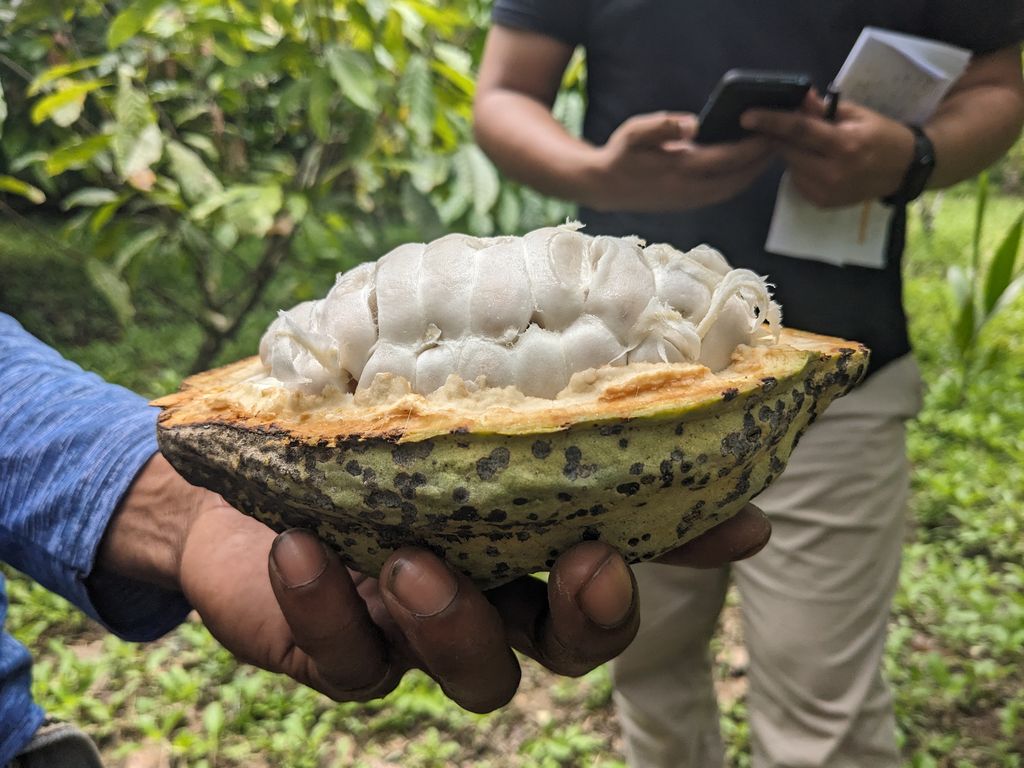 Improving the Cacao Post-Harvest Process with a Cacao Pod Breaker