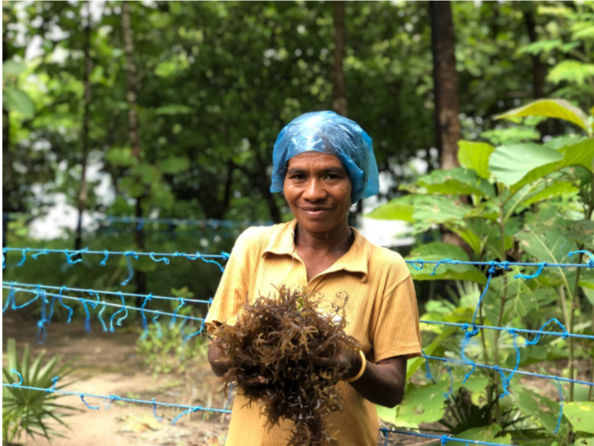 Increasing the Value of Seaweed Products in Lembata