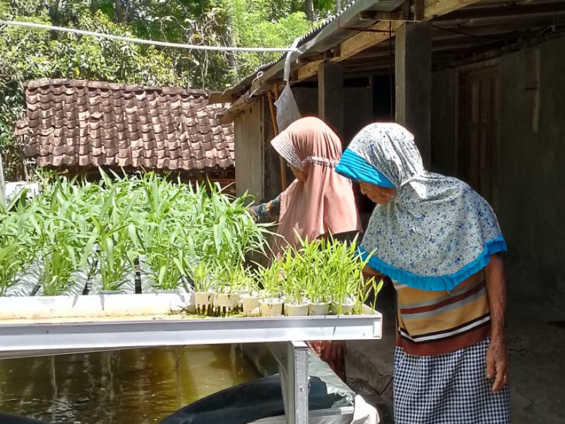 Enhancing Food Security for the Elderly through Accessible Aquaponic Systems