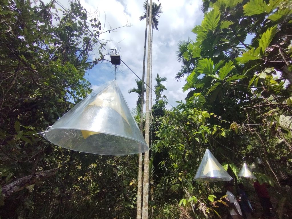 Improving Cacao Productivity by Controlling  Cacao Pod Borer (CPB) Infestation in Klaisu Village, Jayapura