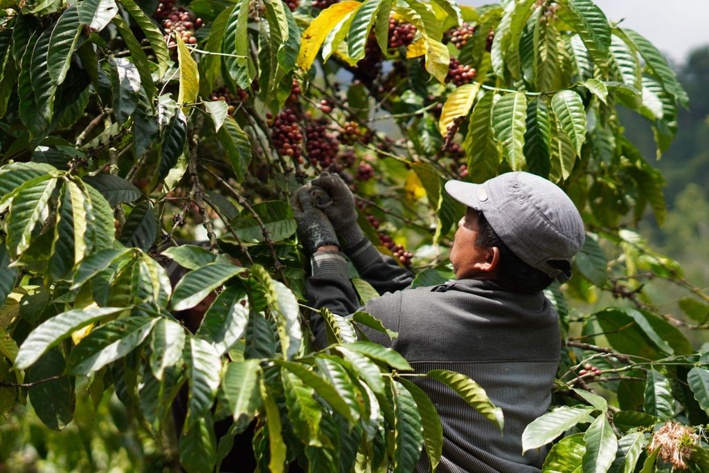 Supporting Smallholder Coffee Farmers in Bali: Capacity Building for Farmers & Youths